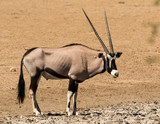 One gemsbok standing in the arid Kgalagadi Transfrontier Park in South Africa
