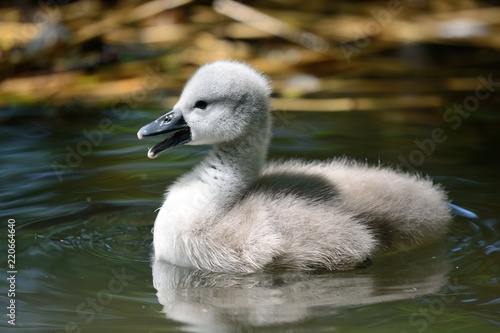 Картината върху платно Side view of a mute swan cygnet (cygnus olor) swimming in the water