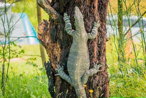 Photos Goanna monitor lizards of the genus Varanus, climbing a tree