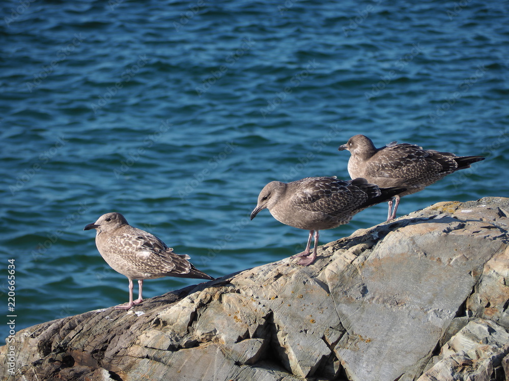 Naklejka premium three seagulls on a rock by the ocean