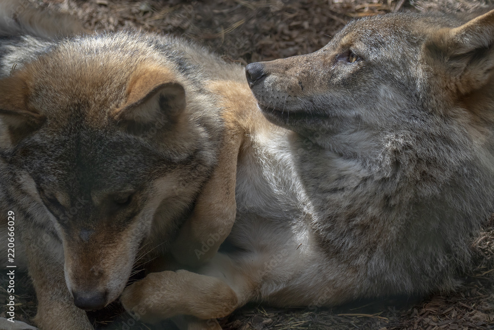 European grey wolf, Canis lupus lupus, showing communal behaviour while resting with young. European grey wolf, Canis lupus lupus, showing communal behaviour while resting with young.