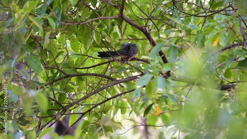 Bird (Plaintive Cuckoo, Cacomantis merulinus) black, yellow, brown and orange color perched on a tree in a nature wild photo