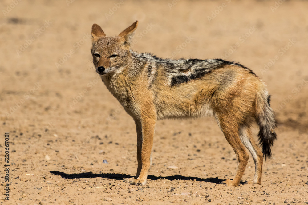 Fototapeta premium One black-backed jackal in the barren landscape of the Kgalagadi Transfrontier Park in South Africa