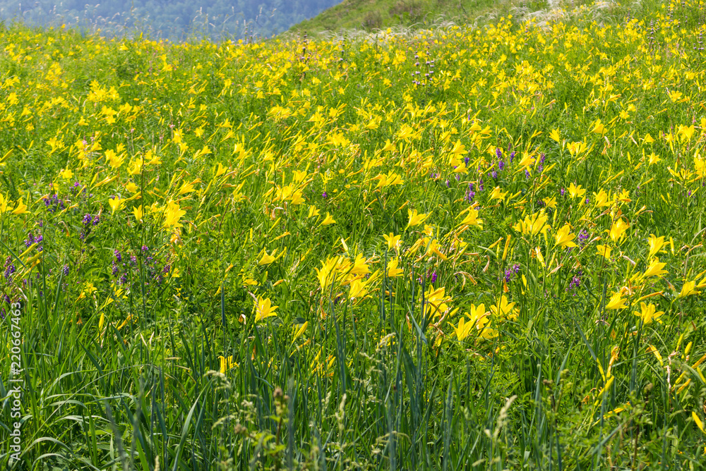 Obraz premium Summer meadow of wild lemon yellow daylilies or Hemerocallis flower. Bright yellow trumpet-shaped flowers growing in mountains