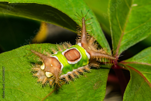 Saddleback Caterpillar (Acharia stimulea)