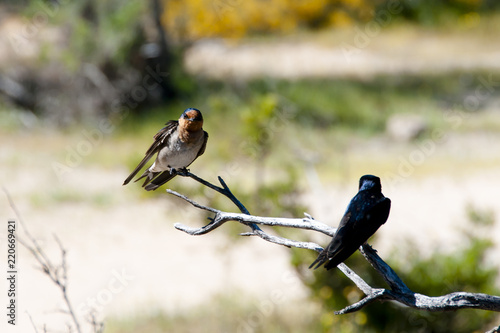 Swallow Birds - Australia photo