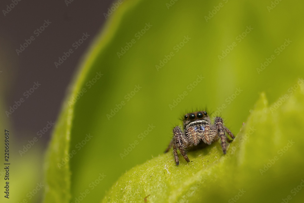 Naklejka premium A Jumping Spider hunts in the leaves and branches of a Hibiscus
