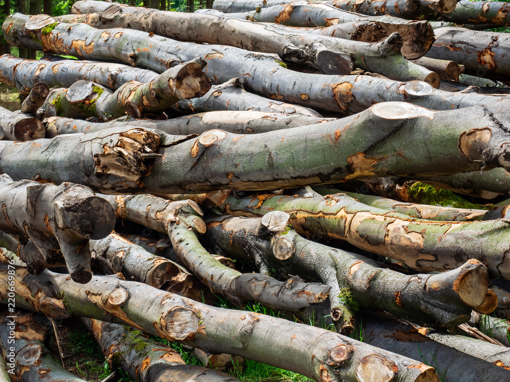 Full frame shot of piled wooden branches