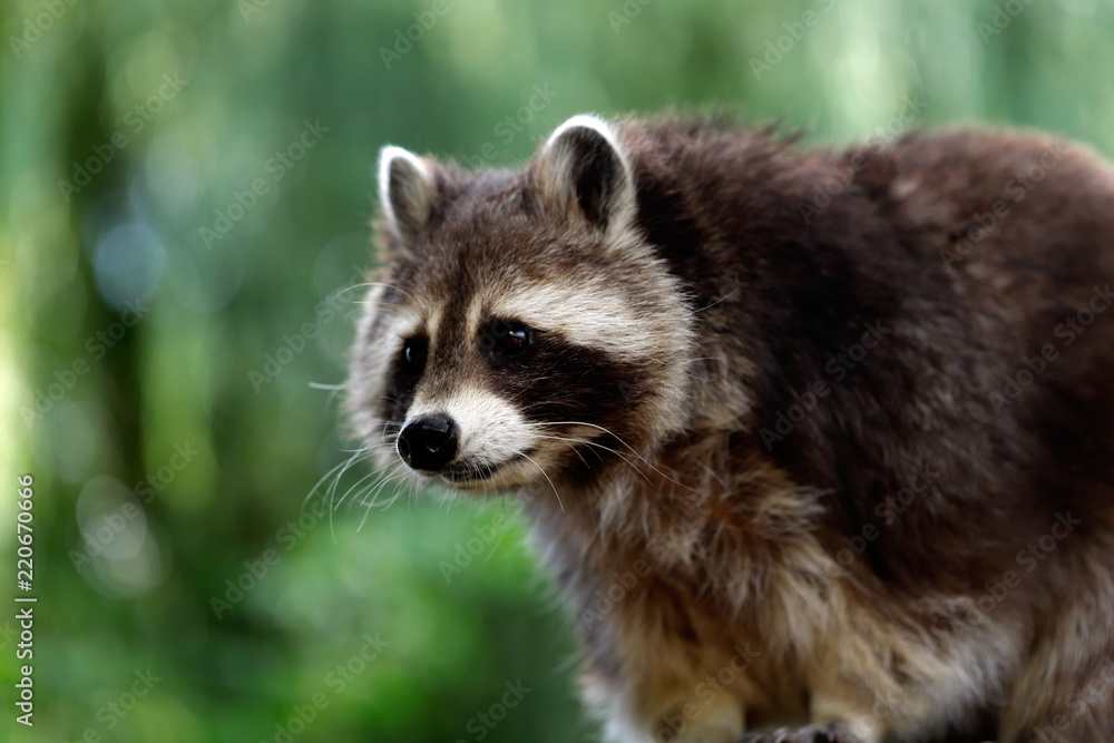 Portrait of of lotor common raccoon (procyon lotor)