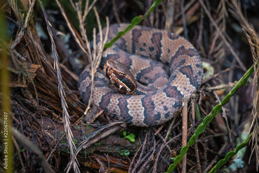 Water Moccasin also known as the Cottonmouth Snake Water Moccasin also known as the Cottonmouth Snake