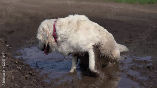 Funny video - a beautiful thoroughbred dog with joy lying in a muddy puddle