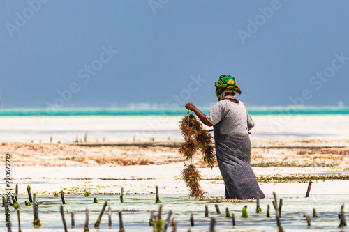 Woman working in sea weed plantation. Paje, Zanzibar, Tanzania. photo