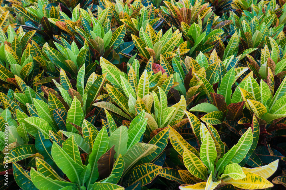 Obraz premium Colorful garden croton leaves background. (Codiaeum variegatum)