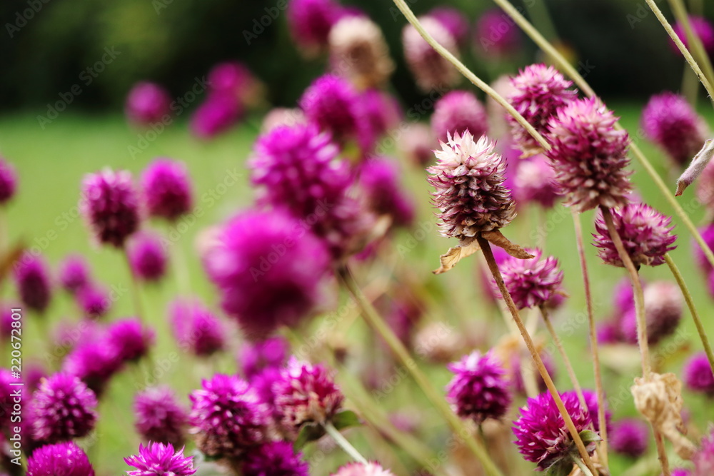 Amaranthaceae - Echter Kugel-Amaranth Amaranthaceae - Echter Kugel-Amaranth
