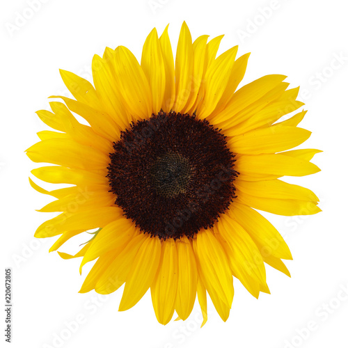 Fototapeta Naklejka Na Ścianę i Meble -  Sunflower, isolated on a white background