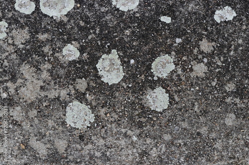 Steinplatte mit Flechten