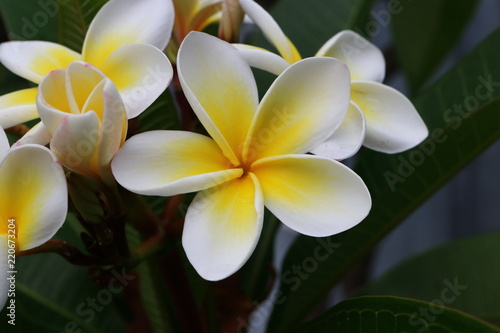 Apocynaceae - Plumeria alba - Tempelbaum