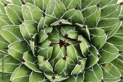 Königs-Agave im Botanischen Garten