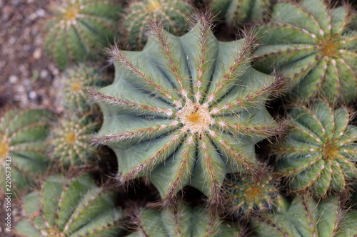 Notocactus magnificus - Cacteae - Kaktus