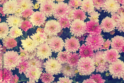 Blossoming chrysanthemum flowers. Beautiful abstract nature background. Summertime