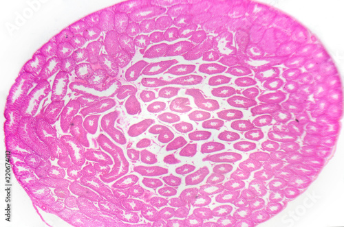 Microscopy photography. Testis, seminiferous tubules, cross section.