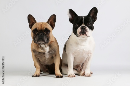 two beautiful french bulldogs are sitting together in the studio