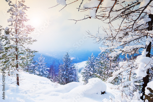 Snow-covered trees in winter forest at sunset. Beautiful winter landscape.