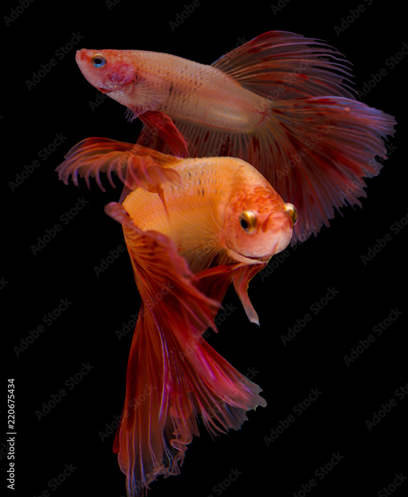 The moving movement of saffron siamese fighting fish The moving movement of saffron siamese fighting fish