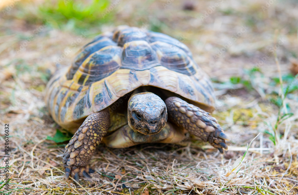 Obraz premium turtle in front of white background