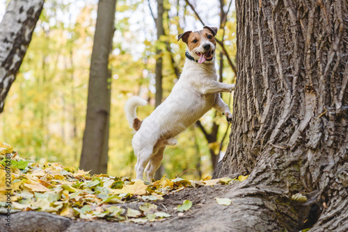 Fototapeta Naklejka Na Ścianę i Meble -  Dog tired to chase cat or squirrel standing under tree