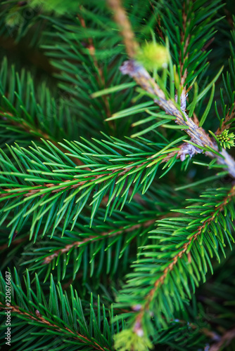 Natural fir tree brunches, Christmas wallpaper concept