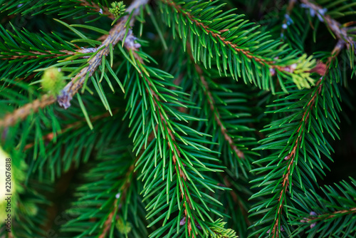 Natural fir tree brunches, Christmas wallpaper concept