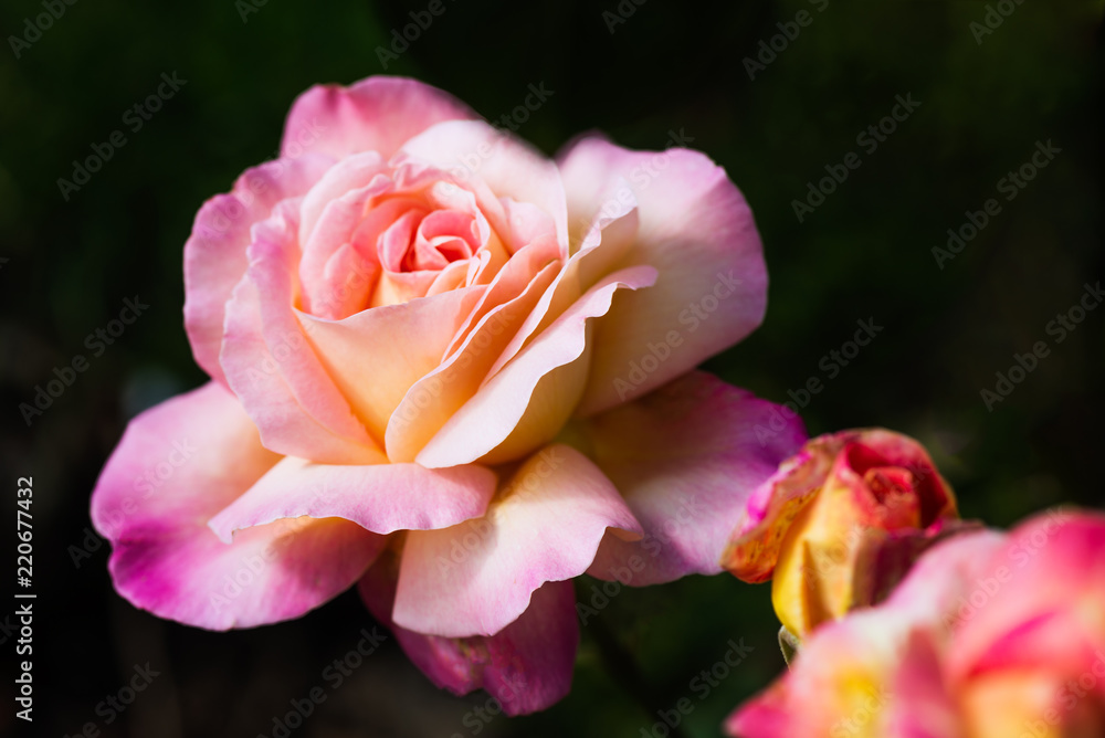Beautiful pink garden roses on the green background Beautiful pink garden roses on the green background