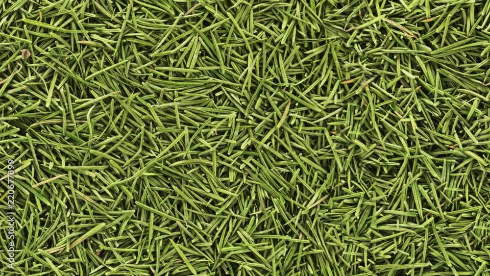 Seamless loopable background from fir needles Seamless loopable background from fir needles