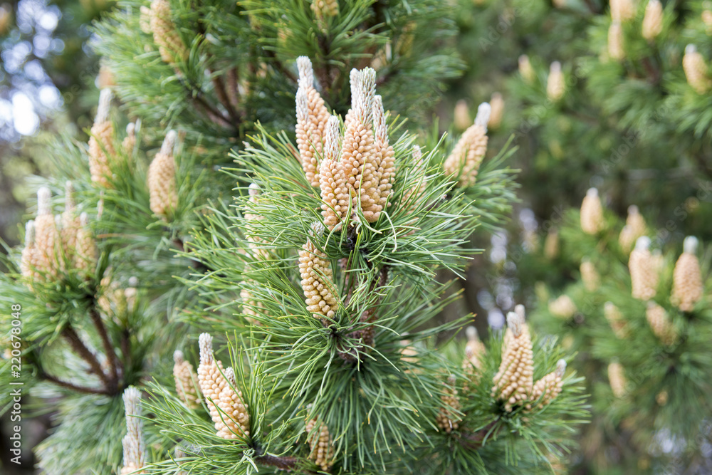 The pine blooms The pine blooms