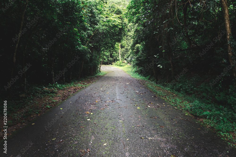 The road in the forrest with faded theme The road in the forrest with faded theme