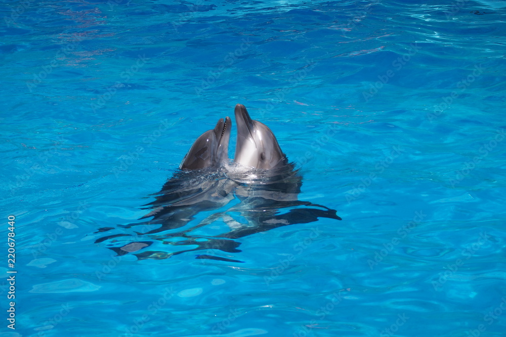 Obraz premium Dolphin playing with small ball in the pool