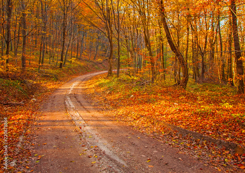 Pathway in the forest in autumn