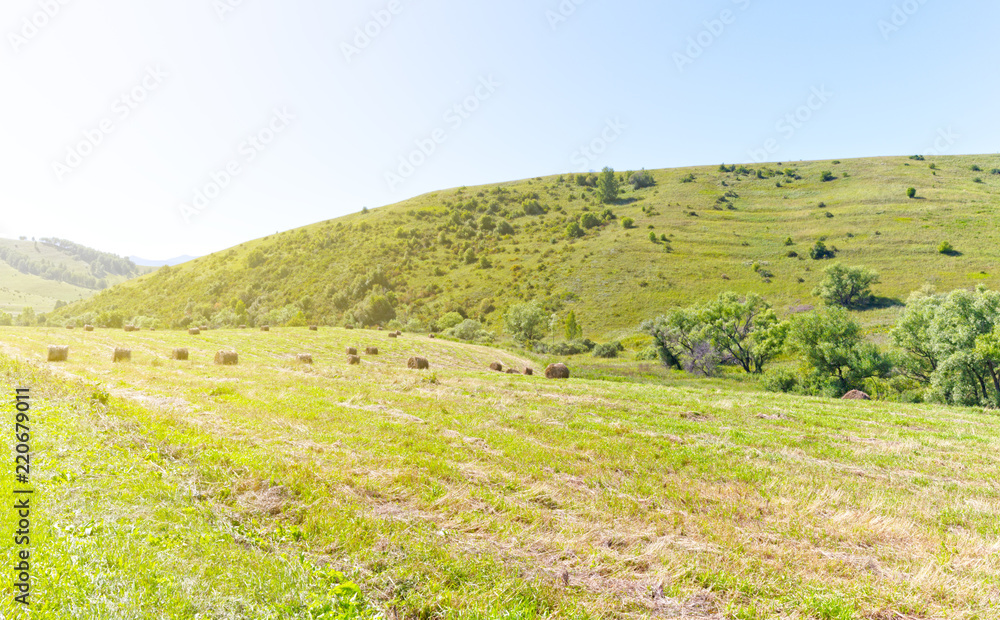Fototapeta premium green field in Altay, Siberia