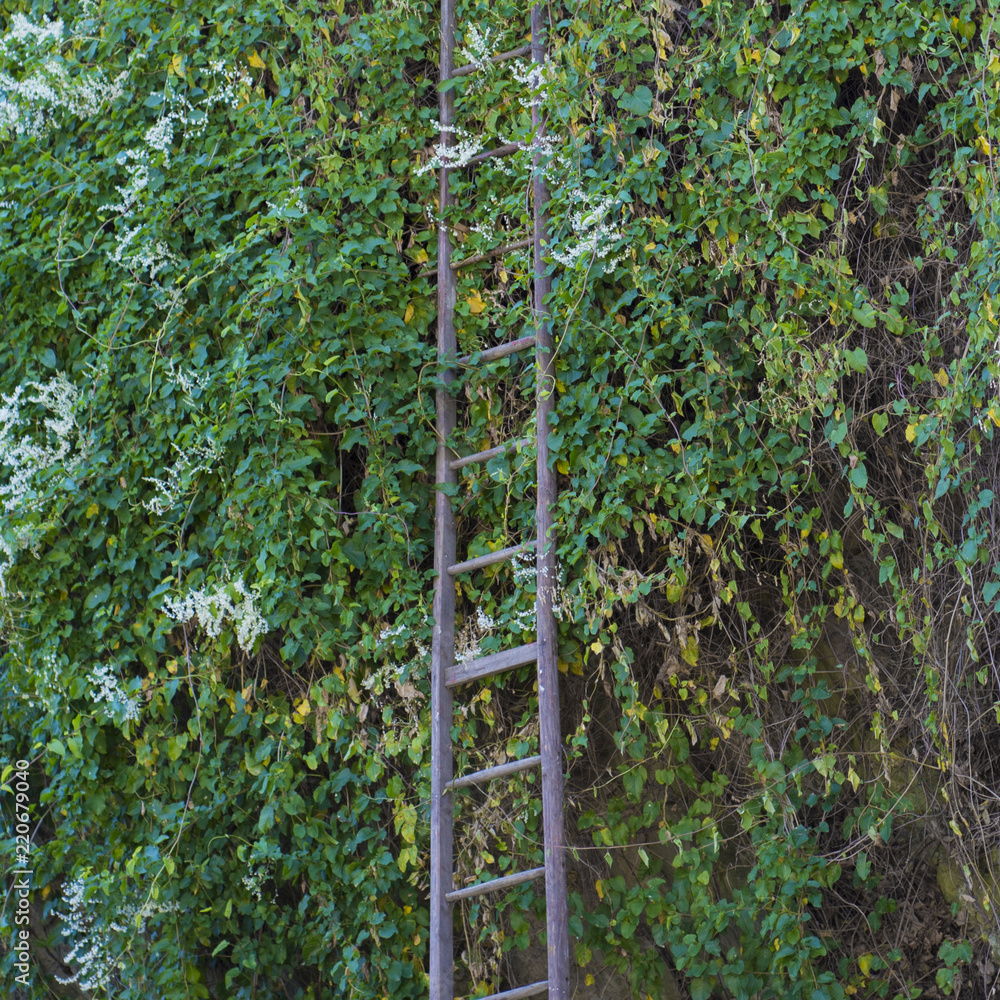 A long stepladder near a vine-covered wall A long stepladder near a vine-covered wall