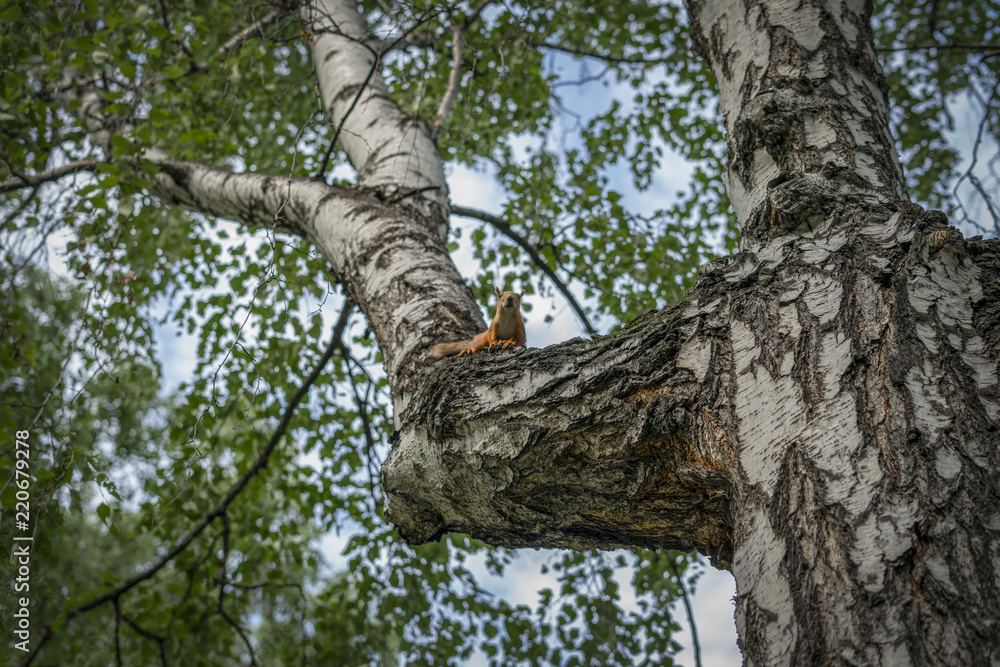 Squirrel on a tree