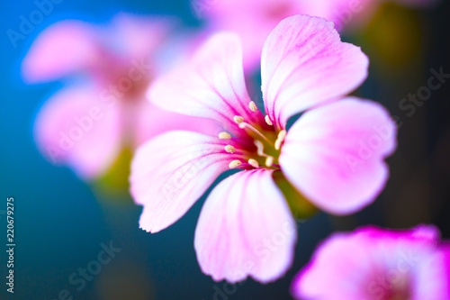 Daisy flower against blue sky Shallow Dof. spring flowers
