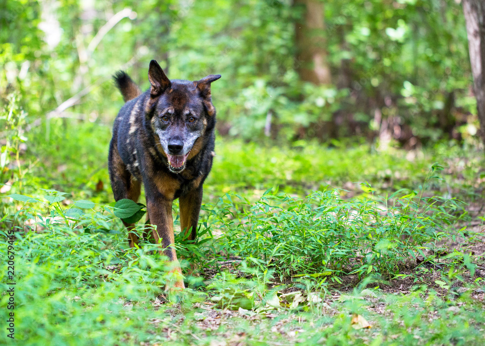 Senior Large Crossbreed Dog in Woods Senior Large Crossbreed Dog in Woods