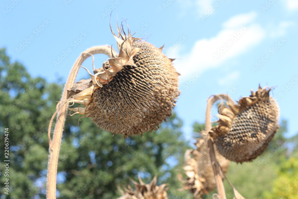 Sunflower seeds are ripe in the fields Sunflower seeds are ripe in the fields