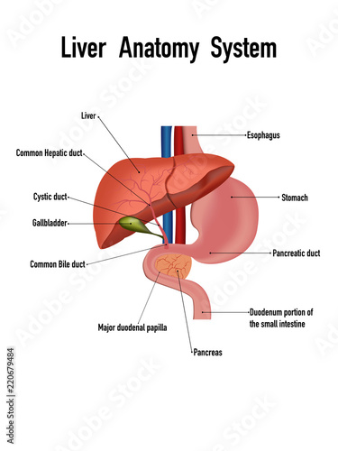 Liver anatomy system isolated on white background as health and Medical concept. vector illustration.