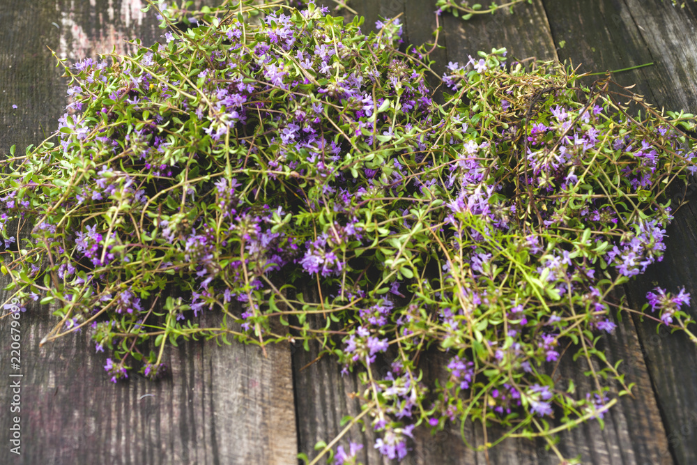 Fototapeta premium Alternative Medicine.Thyme and medical ampoules. Essential oils