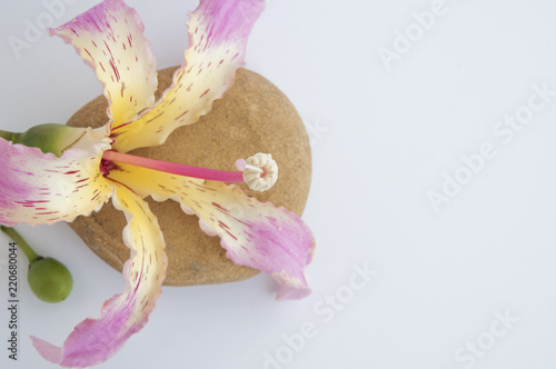 pink flowers and flat stones on a white background