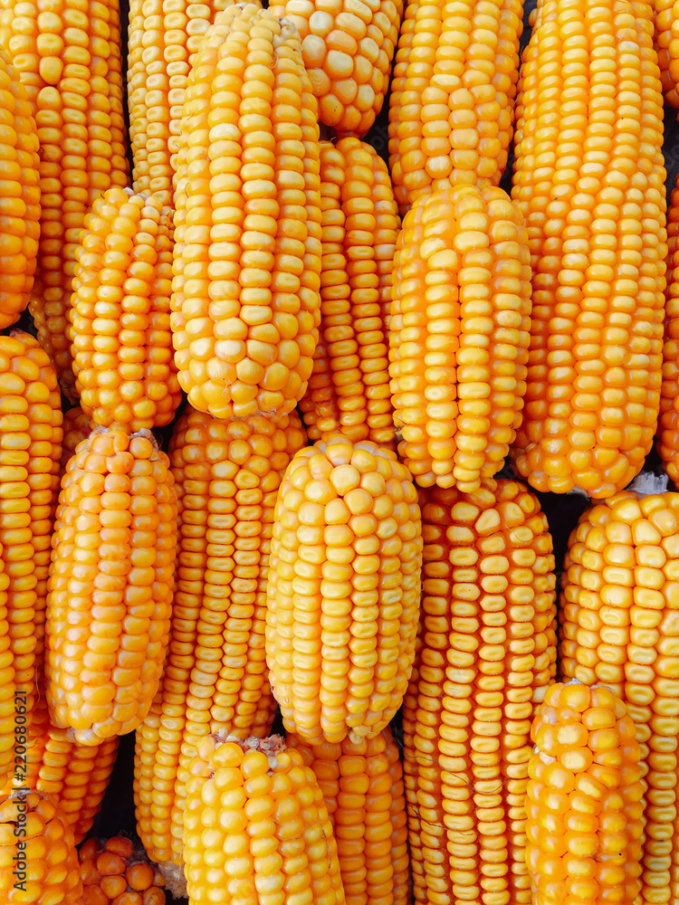 Yellow fresh and sweet corn for food processing Yellow fresh and sweet corn for food processing