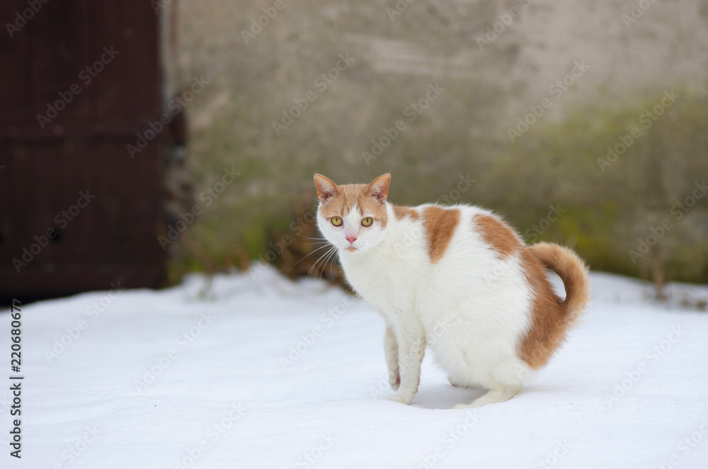 Portret białego kota na śniegu.  - obrazy, fototapety, plakaty 