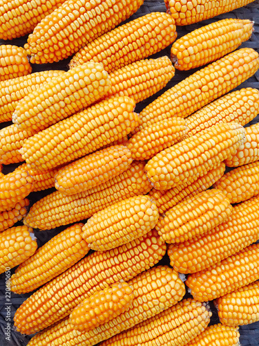Yellow fresh and sweet corn for food processing
